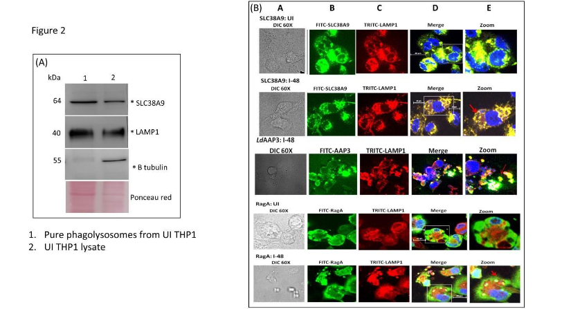 Mammalian SLC38A9 proteins express on phagolysosome membrane and further localize with RagA and LdAAP3 at the surface of phagolysosomes during L. donovani infection.
