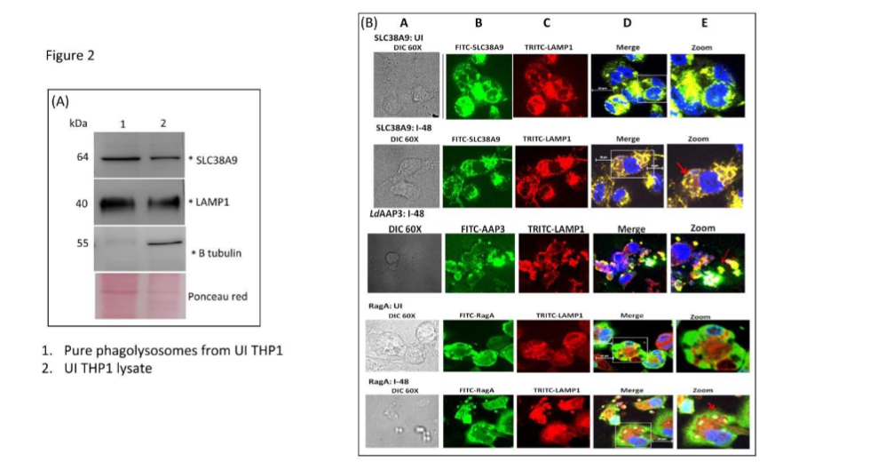 Mammalian SLC38A9 proteins express on phagolysosome membrane and further localize with RagA and LdAAP3 at the surface of phagolysosomes during L. donovani infection.