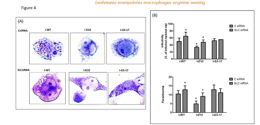 Silencing SLC38A9 in THP-1 cells increases the susceptibility of ΔAAP3 mutants to infection.
