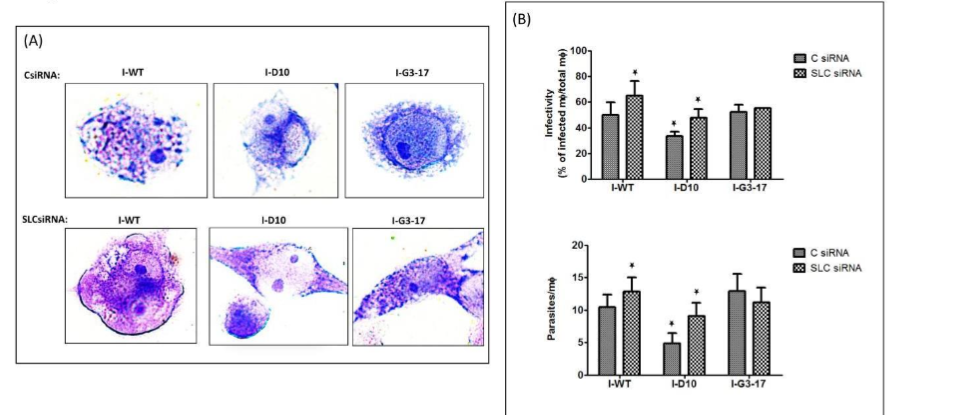 Silencing SLC38A9 in THP-1 cells increases the susceptibility of ΔAAP3 mutants to infection.
