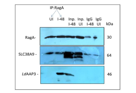 SLC38A9 interacts with RagA and LdAAP3 in L. donovani infected THP-1 cells.