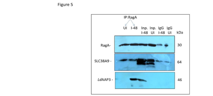 SLC38A9 interacts with RagA and LdAAP3 in L. donovani infected THP-1 cells.