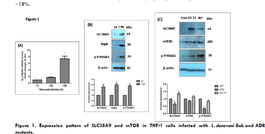 Expression pattern of SLC38A9 and mTOR in THP-1 cells infected with L. donovani Bob and ADR mutants.