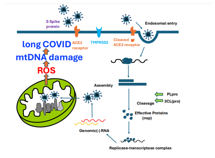 Figure 2: Prenylation binds to the C-terminal end, while myristoylation binds to the N-terminal end of viral protein. They go to mitochondria, bind to ETC, produce ROS, and further cause apoptosis or damage to mtDNA.