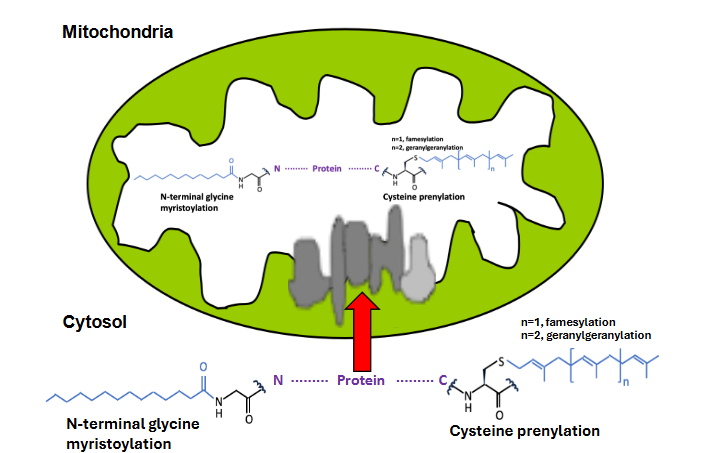 Figure 1: Fatty Acylation of Proteins-modification sites. Classifications of fatty acylation, their structure formula, proteins-modification sites, and fatty acid transferase.
