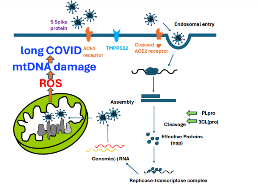 Figure 2: Prenylation binds to the C-terminal end, while myristoylation binds to the N-terminal end of viral protein.