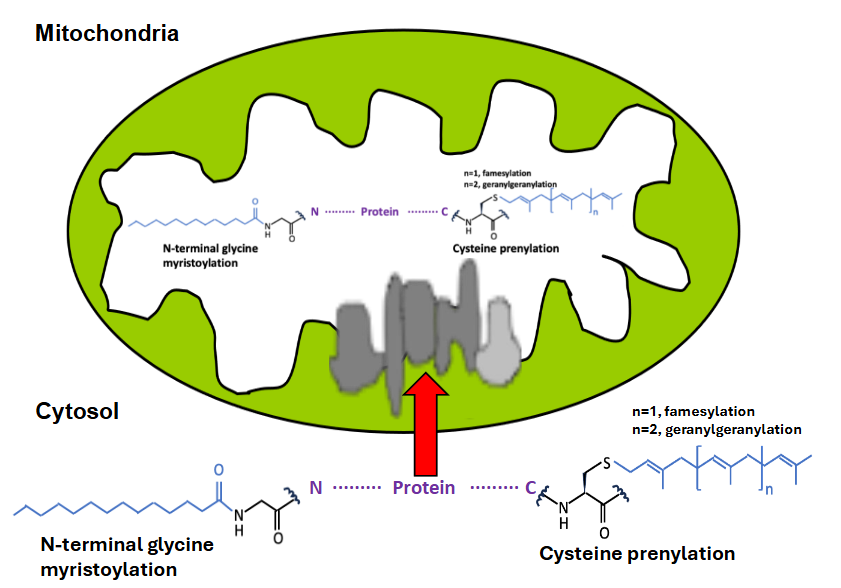 Figure 1: Fatty Acylation of Proteins-modification sites.