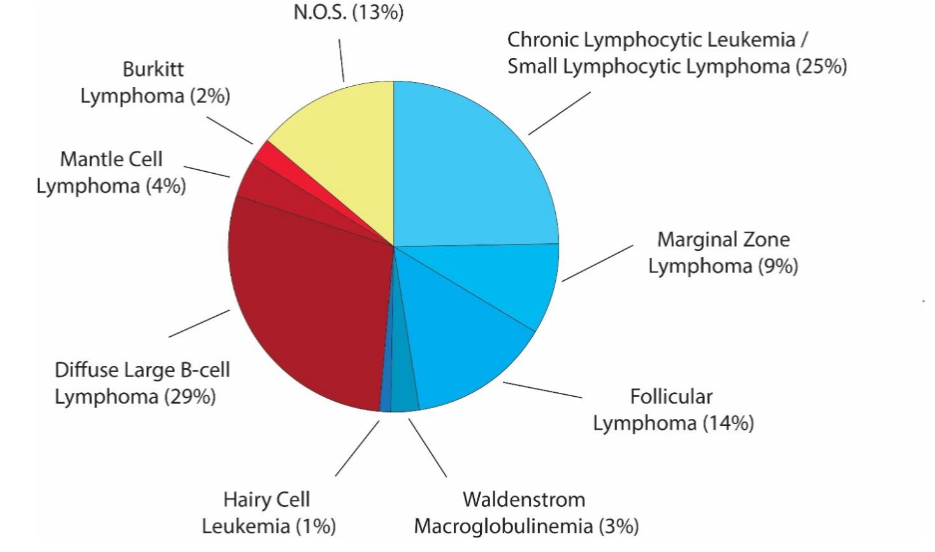 Figure 1. Frequencies of B-cell Non-Hodgkin Lymphomas. Indolent B-cell lymphomas are in blue shades, while aggressive B-cell lymphomas are signified by red shades. The N.O.S. categorization here includes B-cell subtypes not otherwise specified (7%) and precursor forms of NHL (6%). Data is based on percentages from the National Cancer Institute’s Surveillance, Epidemiology and End Results (SEER) data, 2008-2017.