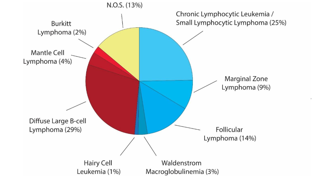 Figure 1. Frequencies of B-cell Non-Hodgkin Lymphomas. Indolent B-cell lymphomas are in blue shades, while aggressive B-cell lymphomas are signified by red shades. The N.O.S. categorization here includes B-cell subtypes not otherwise specified (7%) and precursor forms of NHL (6%). Data is based on percentages from the National Cancer Institute’s Surveillance, Epidemiology and End Results (SEER) data, 2008-2017.