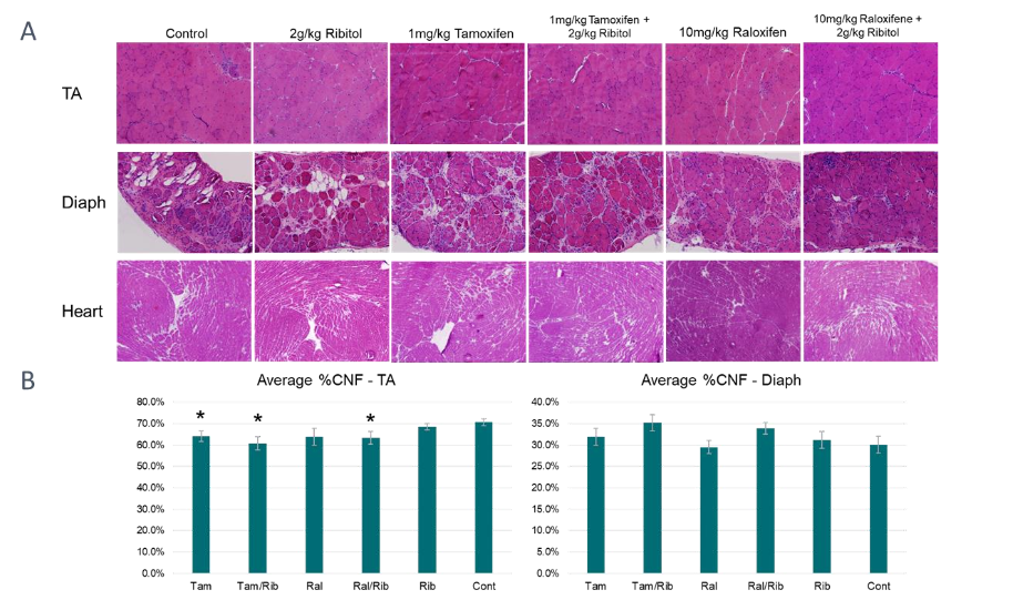 Figure 2. Histology of 12 month treated tissues from P448L mutant mice. H&E staining. A) Mice treated with tamoxifen with and without ribitol show improved numbers of muscle fibers and reduced fibrosis and streaks of mononuclear cells. Raloxifene with and without ribitol show the greatest improvement in diaphragm histology with least streaks of fibrosis and mononuclear cells. B) A reduction of CNF in the TA in all treatment groups with combination treatments showing fewer CNFs than single treatment. The % of CNF increases slightly in the diaphragm with combination treatments showing the highest numbers. Tibialis anterior, TA; Diaphragm, Diaph. * = P<0.05 compared to untreated control.