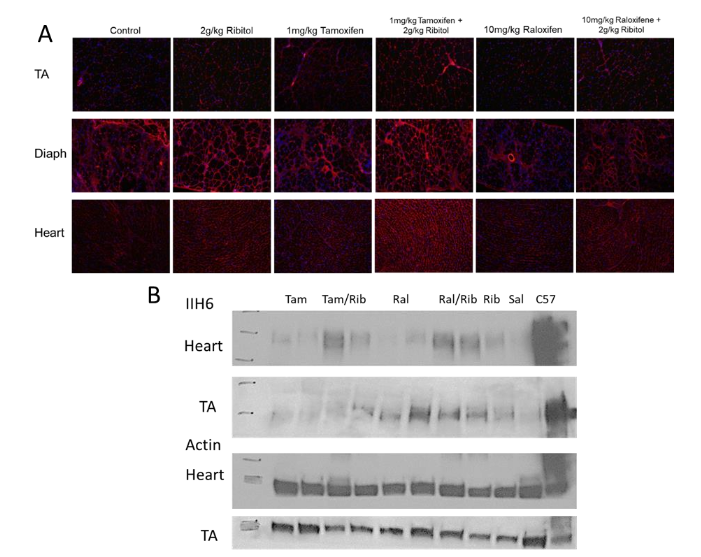 Figure 1. Matriglycan expression detected by IIH6 staining in tibialis anterior (TA), diaphragm (Diaph) and heart of FKRP-P448L mutant mice. A) IIH6 staining of tissue sections. Treatment with 2 g/kg ribitol shows increased expression (membrane localized staining) in all three tissues. Treatment with 1 mg/kg tamoxifen and 10 mg/kg raloxifene shows no clear improvement. Combined tamoxifen and raloxifene treatment with ribitol shows similar increase in IIH6 signal intensity in TA, diaphragm and heart to ribitol alone. B) Western blot.