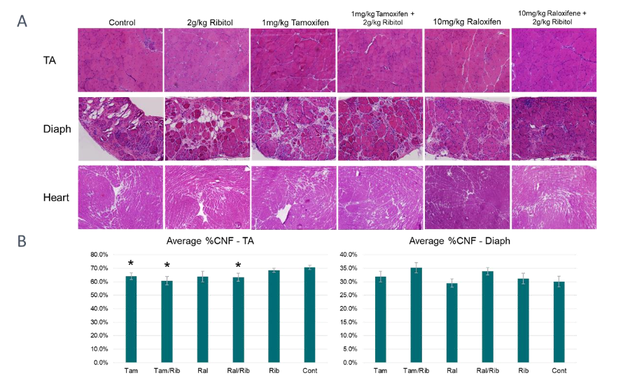 Figure 2. Histology of 12 month treated tissues from P448L mutant mice. H&E staining. A) Mice treated with tamoxifen with and without ribitol show improved numbers of muscle fibers and reduced fibrosis and streaks of mononuclear cells. Raloxifene with and without ribitol show the greatest improvement in diaphragm histology with least streaks of fibrosis and mononuclear cells. B) A reduction of CNF in the TA in all treatment groups with combination treatments showing fewer CNFs than single treatment. The % of CNF increases slightly in the diaphragm with combination treatments showing the highest numbers. Tibialis anterior, TA; Diaphragm, Diaph. * = P<0.05 compared to untreated control.