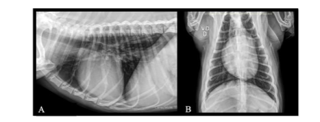 Figure II – Chest X-ray images showing no significant abnormalities: A) Left lateral-lateral view; B) Ventro-dorsal view.
