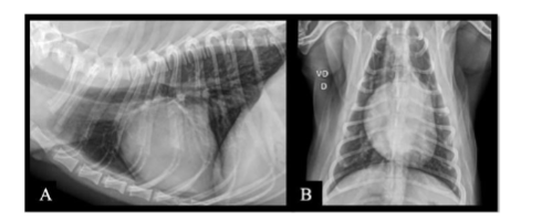 Figure IV – Chest X-ray images showing no significant abnormalities: A) Left lateral-lateral view; B) Ventro-dorsal view.