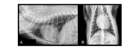 Figure III – Chest X-ray images showing no significant abnormalities: A) Left lateral-lateral view; B) Ventro-dorsal view.