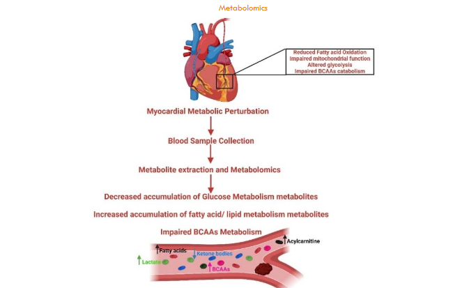 Figure 4: Metabolomics shows increased accumulation of fatty acid and BCAAs in coronary heart diseases patients.