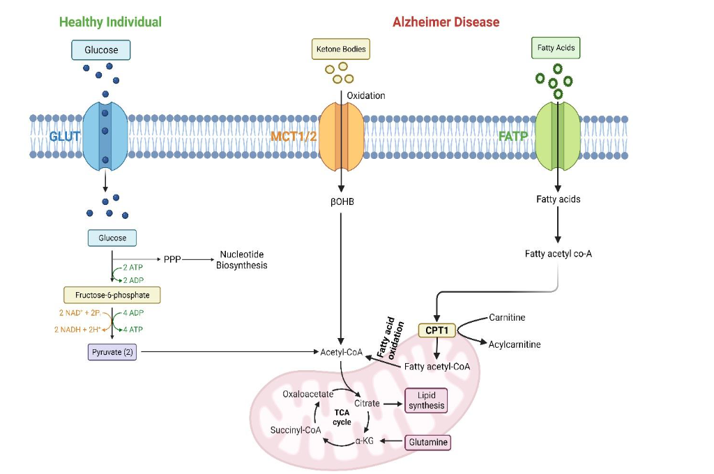 Figure 5: Changes in metabolomics in Alzheimer’s disease (AD).