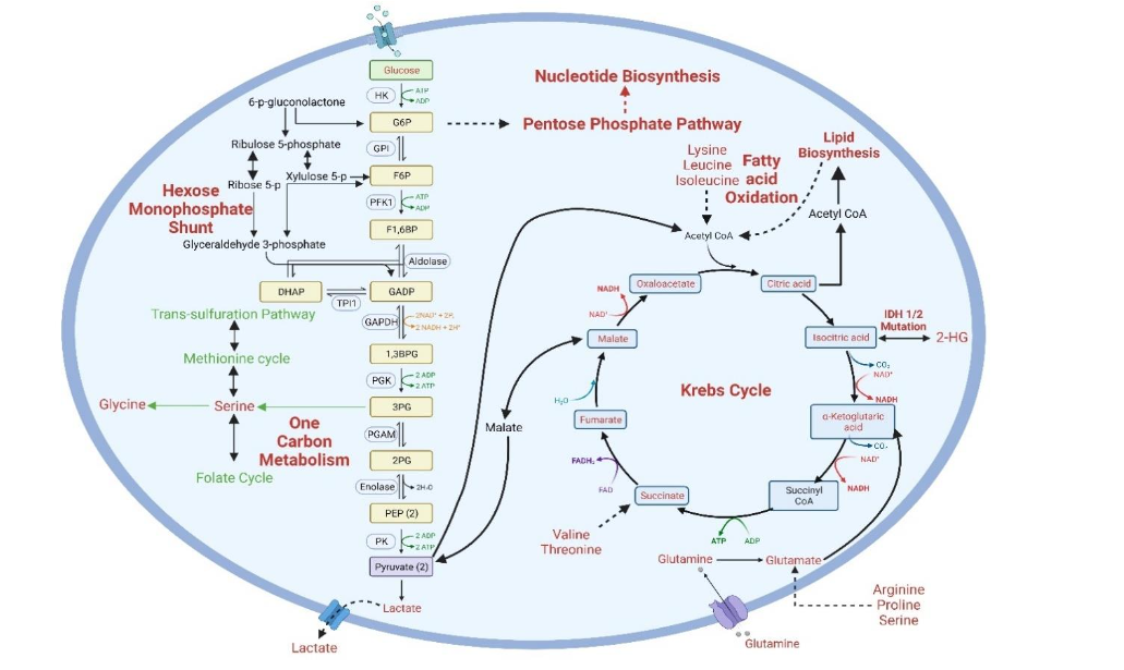 Figure 3: Illustration depicting the shift in metabolic pathways that occurs when cancer cells exhibit aberrant metabolism.