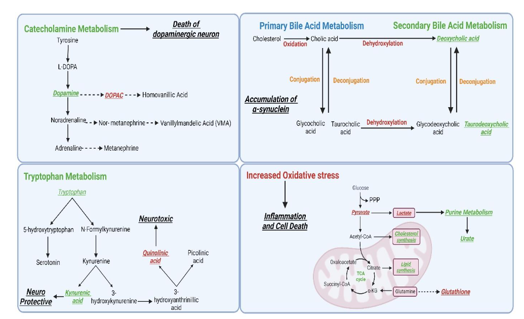 Figure 6: A review of the metabolic pathway dysregulations in Parkinson's disease.