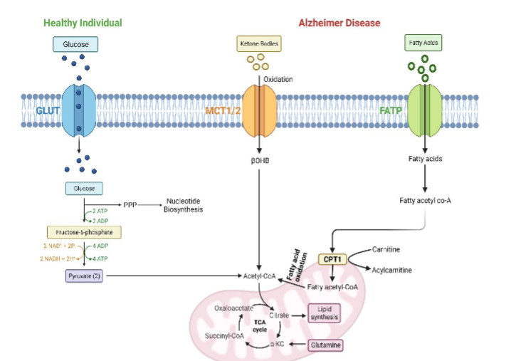 Figure 4: Metabolic pathways in cancer cells.