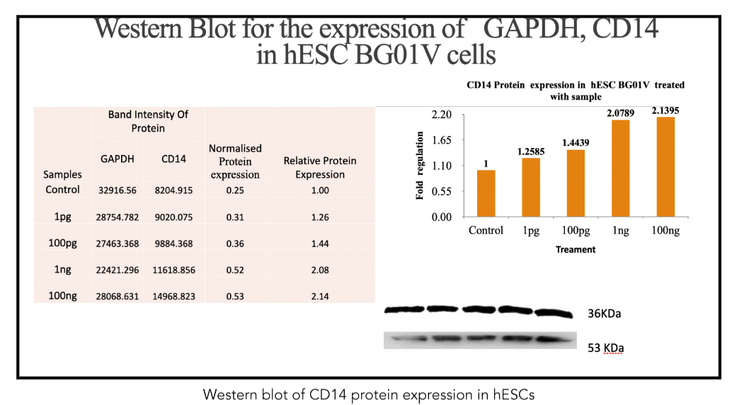 Figure 2: Western blot of CD14 protein expression in hESCs