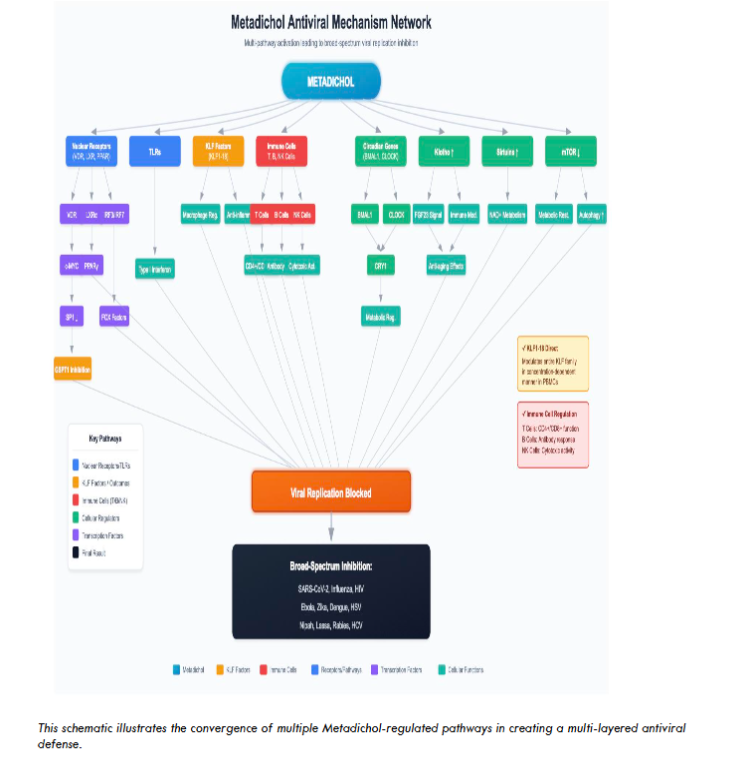 This schematic illustrates the convergence of multiple Metadichol-regulated pathways in creating a multi-layered antiviral defense.