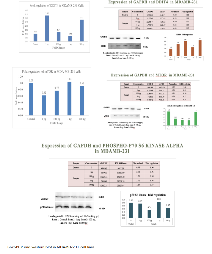 Q-rt-PCR and western blot in MDAMD-231 cell lines