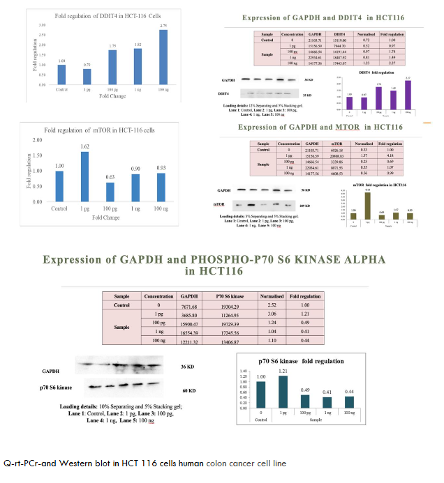 Q-rt-PCR and western blot in HCT 116 cells human colon cancer cell line