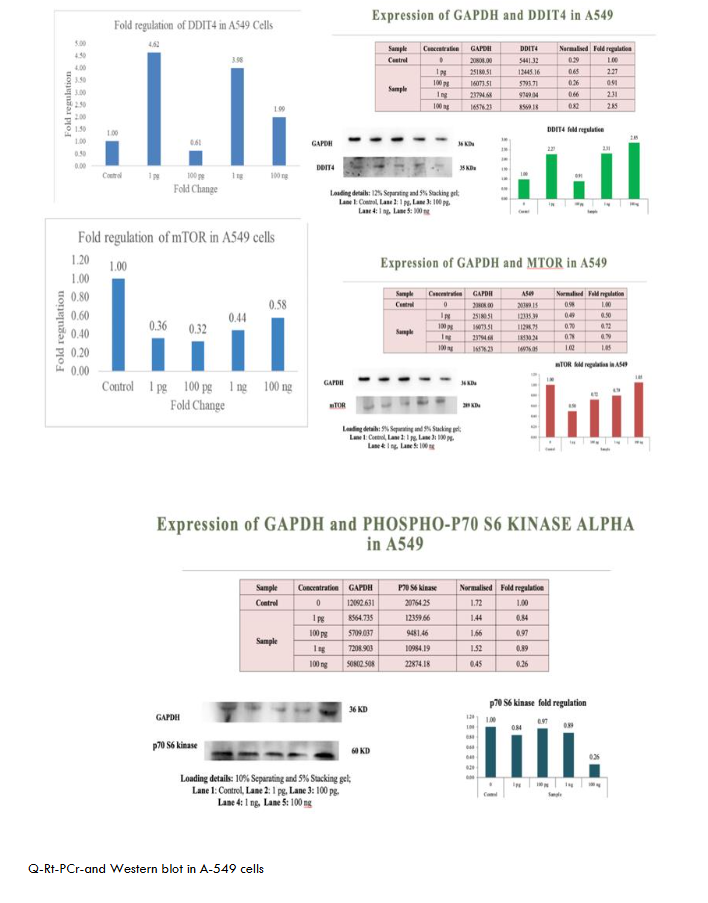 Q-rt-PCR and western blot in A-549 cells