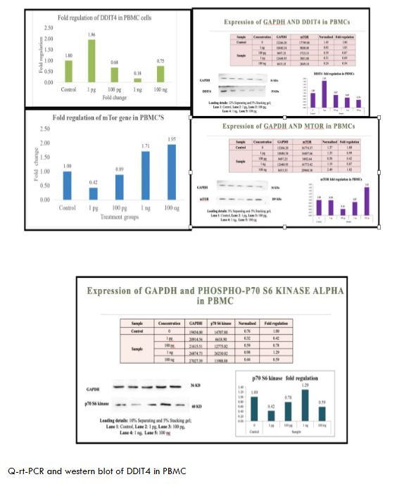 Q-rt-PCR and western blot of DDIT4 in PBMC
