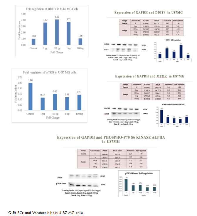 Q-rt-PCR and western blot in U-87 MG cells