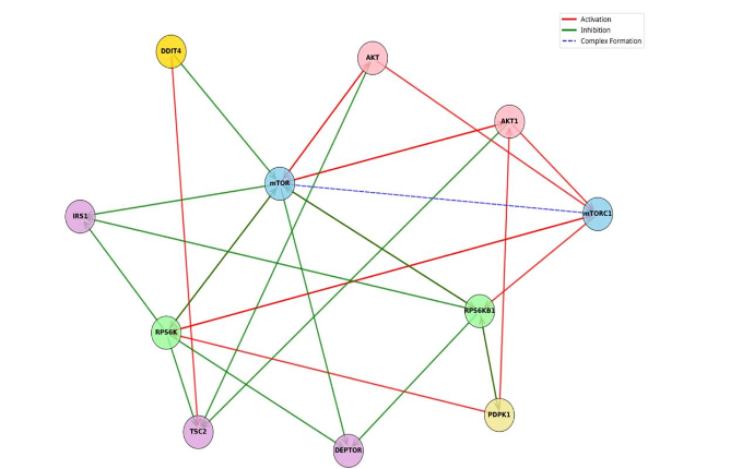 Interaction network of transcription factors in the mTOR pathway