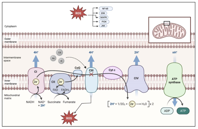 Figure 2. Cadmium, Aluminum, and Arsenic Oxidative Stress Pathway. Cadmium, arsenic and aluminum disrupt electron flow within the electron transport chain, resulting in reactive oxygen species (ROS). ROS leave the mitochondria to activate oncogenic pathways such as NF-κB, ERK, MAPK, PI3K and JNK.