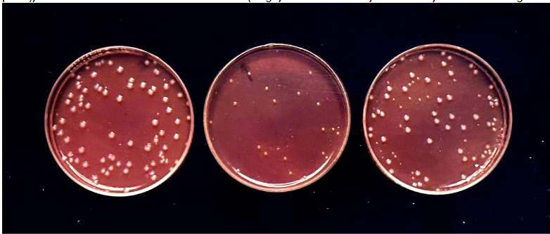 Figure 1: Reddy’s double differential Agar showing individual probiotic strains of Lactococcus Lactis Var. Lactis (large white colonies showing on the left plate), Lactococcus Lactis Var. cremoris (small yellow colonies showing in the middle plate), and mixtures of both Lactis and cremoris (large, white and small yellow colony mixture showing on the left plate).