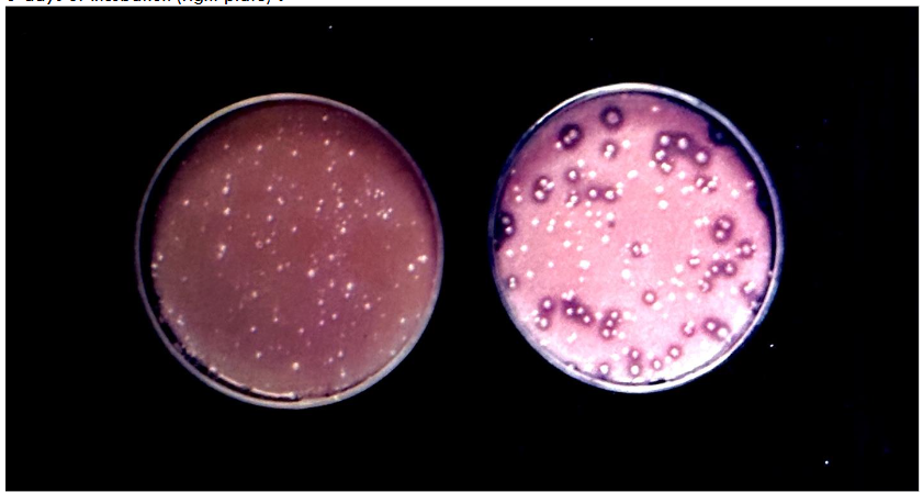 Figure 3: Reddy’s triple differential Agar showing mixed probiotic strains after 2-days of incubation (left plate)a, and 6-days of incubation (right plate)b.