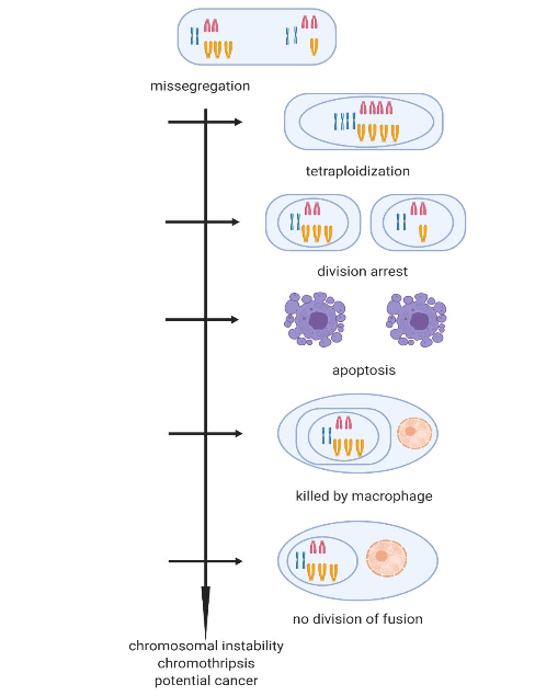 Figure 1. Repair mechanisms inhibiting aneuploid cell divisions, preventing run-away missegregation and progression to cancer