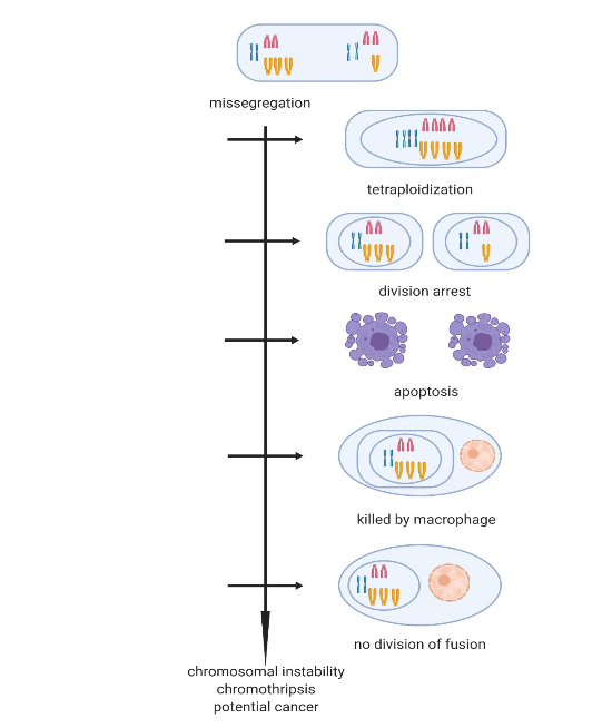 Figure 1. Repair mechanisms inhibiting aneuploid cell divisions, preventing run-away missegregation and progression to cancer