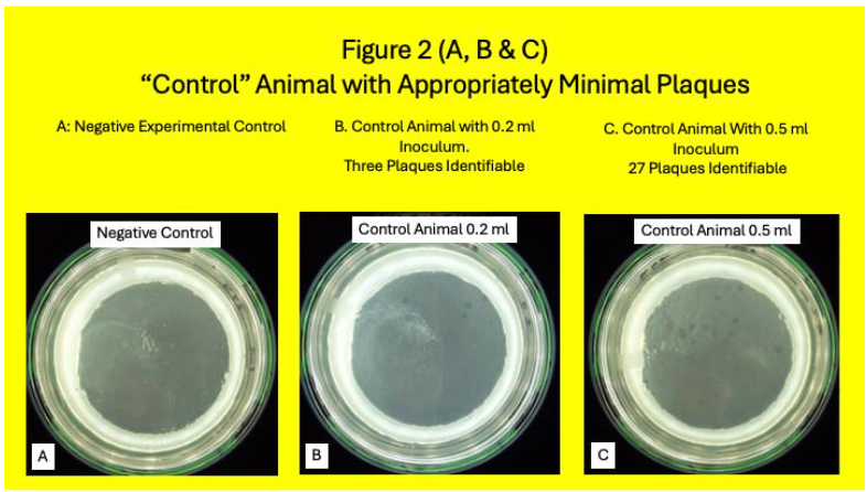 Legend to Figure 2. Control Animal. Control animal where the experiment is read as “Negative.” A is the negative experimental Control. No plaques are seen. B. With 0.2 ml inoculum three plaques are seen. C. With 0.5 ml inoculum 27 plaques are seen. This is considered to be an appropriately “Negative” experiment.