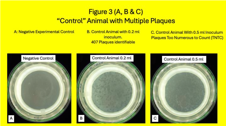 Legend to Figure 3. Control Animal. In these “Control” animal samples, A: is the Negative experimental control. No plaques are seen. B: With a 0.2 ml inoculation 407 plaques are seen. C: With 0.5 ml inoculum the number of plaques are TNTC (Too Numerous To Count). In the subsequent qPCR stage of the experiment the DNA was positive for MAP. PCR on the cultured colonies with probes specific for MAP (IS900) was positive and was negative for IS901 (M. segmatis) and IS6110 (M. tb specific.)