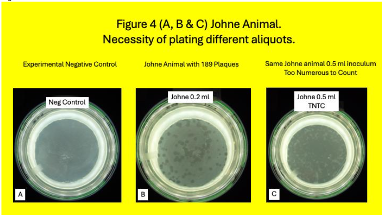 Legend to Figure 4. Johne Animal. 4A: is the negative experimental control plate. No plaques are seen. 4B: With 0.2 ml inoculum 189 plaques are identified. 4C; With 0.5 ml inoculum the plaque count is TNTC. Observe the necessity of plating different volumes of the lysate.