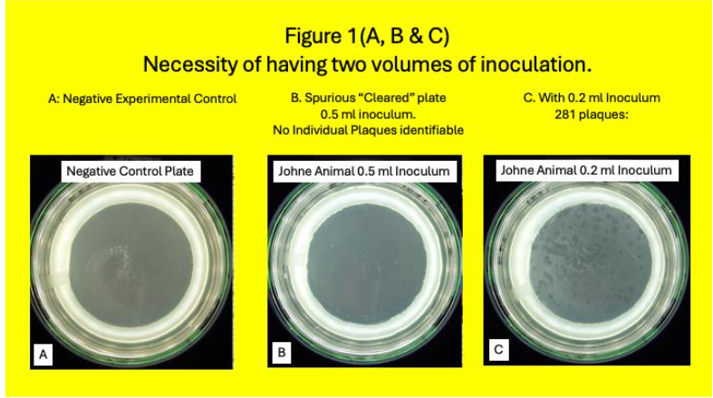 Legend to Figure 1. Johne Animal: Shown in Figure 1 is a phage assay from a Johne animal. Figure 1 A is the negative experimental control plate. No plaques are seen. Figure 1B (a 0.5 ml inoculum) shows no identifiable plaques. However, the plate had been “cleared,” because of the overwhelming number of colonies. Figure 1C a 0.2 ml inoculum has 281 identifiable plaques. Because of data like these, we routinely inoculated two aliquots (0.5 and 0.2 ml) from the lysis of the post Ficoll buffy coat.