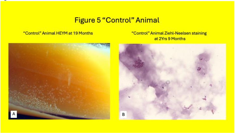 Legend to Figure 5. Control Animal 5A: Herrolds egg yolk medium (HEYM) inoculum. Positive colonies seen at 19 months. 5B: Ziehl-Neelsen staining at two years nine months following inoculation onto HEYM. Note the clumps of alcohol-acid positive colonies.