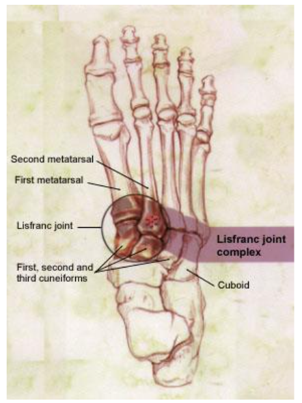 Figure 5: Bones of the foot demonstrating the Lisfranc joint complex. The “keystone” nesting of the second metatarsal between the cuneiforms is further portrayed.