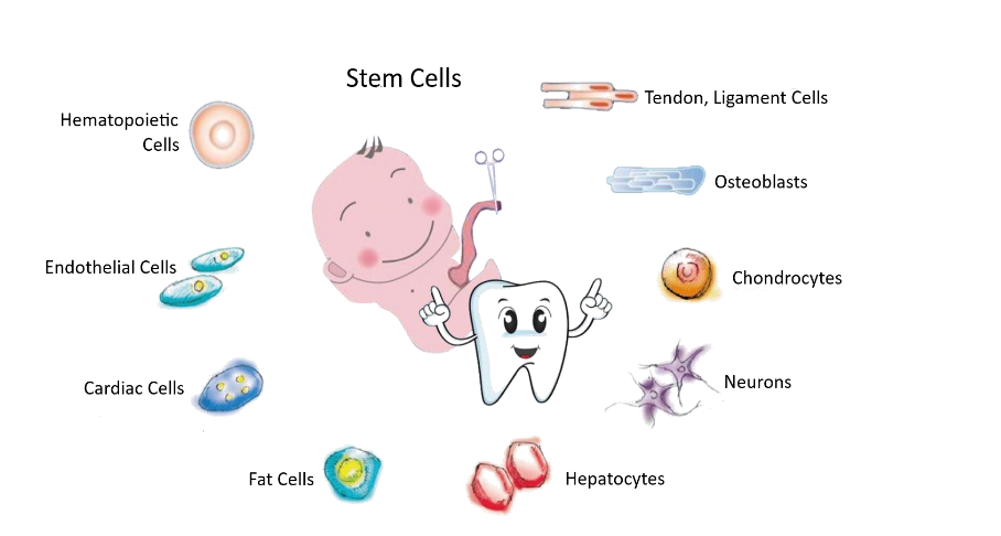Figure 1: Isolation and microscopic features of nMS lineage morphological images.