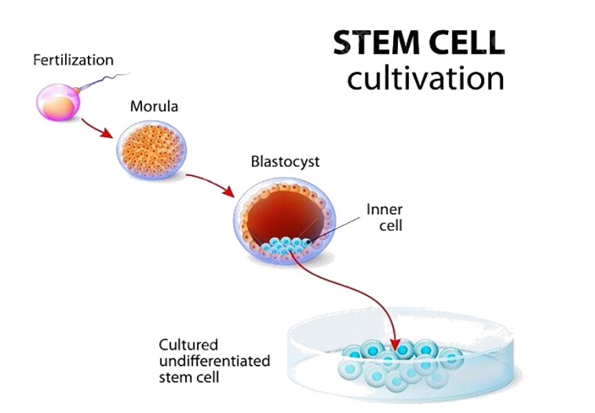Figure 3: Cell morphological features of the nMS lineage culture.