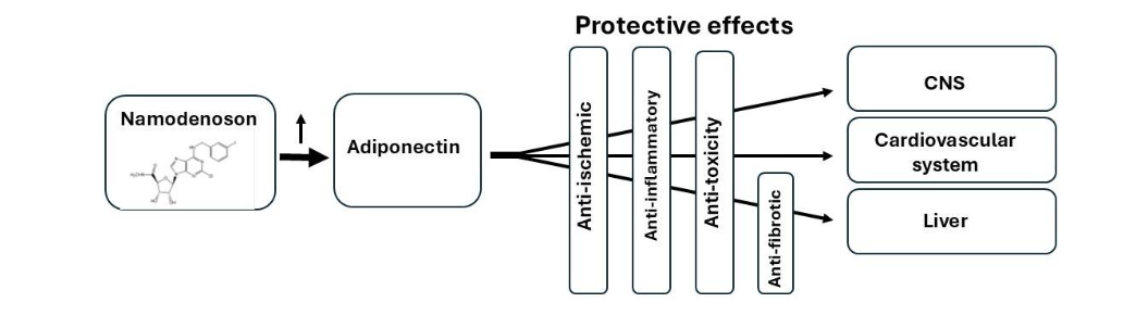 Schematic representation of the neuro, cardio, and hepatoprotective effects of namodenoson through adiponectin.