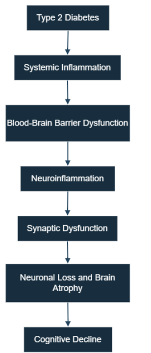 Figure 1: Development of Type 2 Diabetes to Cognitive Decline. The breakdown of the blood-brain barrier by systemic inflammation caused by high blood sugar and insulin resistance causes inflammation of the brain, disruption of synaptic activity, loss of neurons, and brain atrophy in the memory and executive functions region.