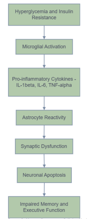 Figure 2: Neuroinflammation Cellular Mechanisms in Type 2 Diabetes (T2D). High glucose and insulin resistance stimulate microglia and astrocytes leading to the elevation of pro-inflammatory cytokines. This chronic inflammation interferes with the synaptic communication and results in loss of neurons, which causes cognitive impairments.