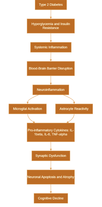 Figure 3: Comprehensive Overview: T2D to Cognitive Decline. The systemic inflammation is induced by metabolic dysfunction in T2D, which impairs the blood-brain barrier. This results in glial activation, release of cytokines, synaptic damage and loss of neurons which causes cognitive impairment.
