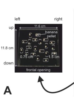 A: Inside bottom of the “Brinkman Box”, showing the 20 oval slots (10 vertical and 10 horizontal) containing the pellets to be retrieved by the monkey.